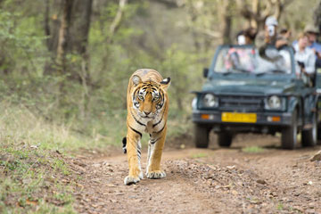 Jim Corbett Wildlife Tour 5 Days